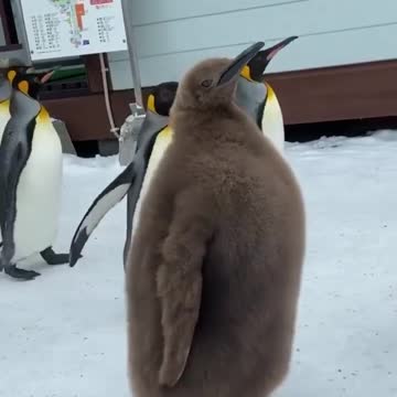 Take a walk#babykingpenguin
