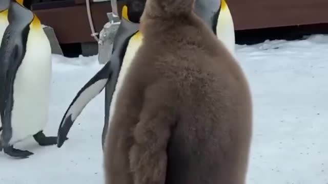 Take a walk#babykingpenguin