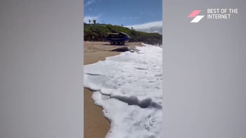 A seal being chill at the beach