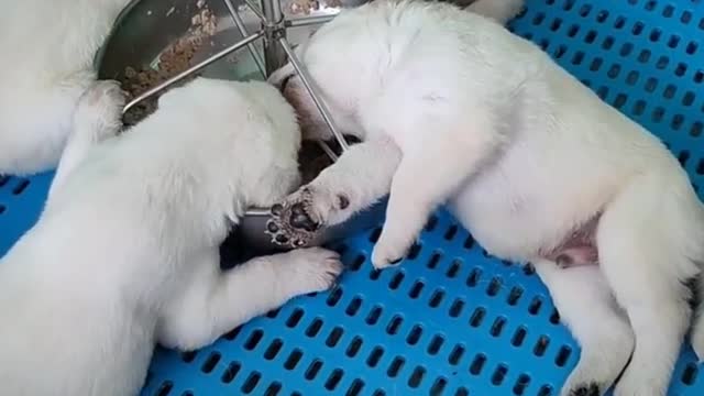 Pet Labrador fell asleep while eating