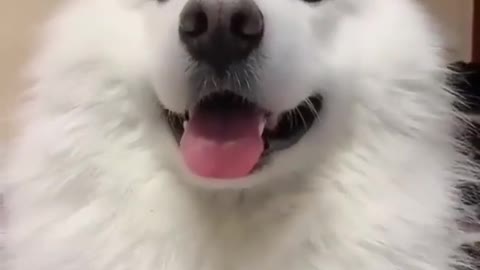 My cute puppy watch my vdo