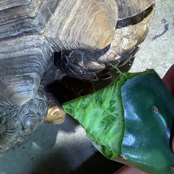 Sulcata tortoise eating prickly pear pad