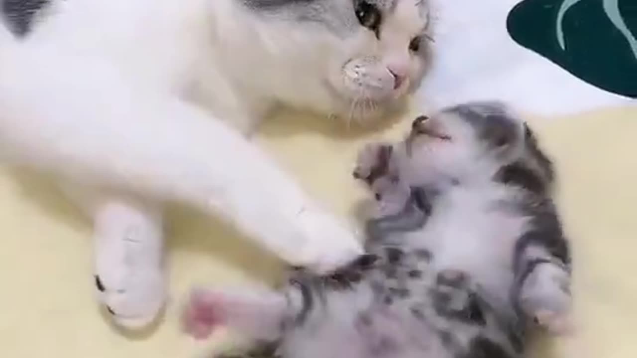 A mom cat embracing her kitten who has a nightmare. #4