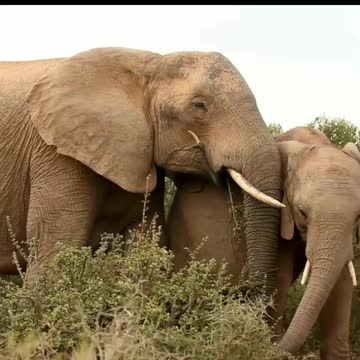 Elephant family hunt
