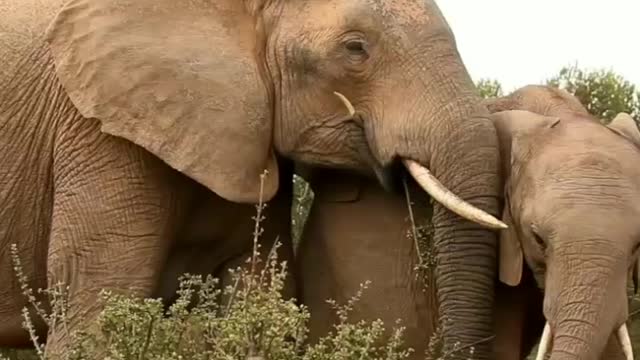 Elephant family hunt