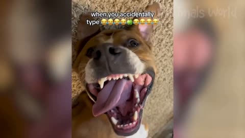 Animal funny video 😁🤣🤣🤣😲😲😲😂😂