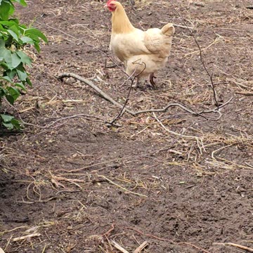 OMC! Hen is cackling and getting noisy!
