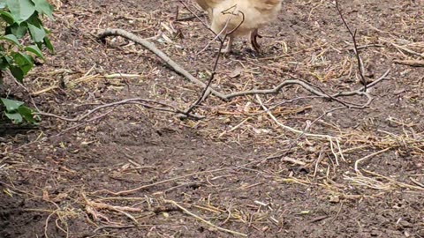 OMC! Hen is cackling and getting noisy!