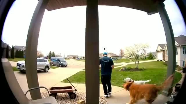 Dog Steals Package dropped off by the Delivery Person