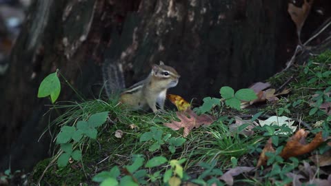 Little squirrel looking for its food