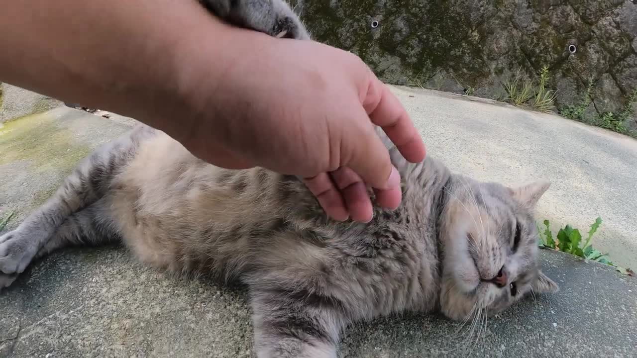 sly cat likes affection