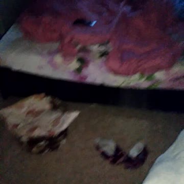 The cat protects the dog roaring from a grief