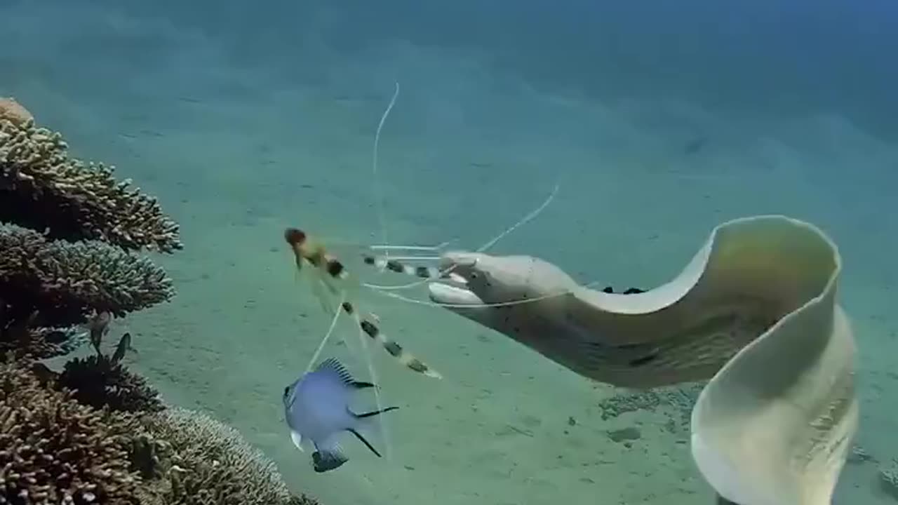 Rare White Ribbon eel meeting a coral shrimp