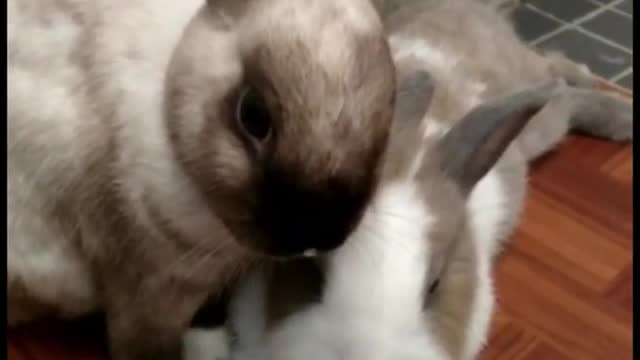 Bunnies' Hilarious Reaction To A Massive Fart