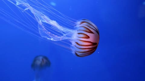 méduses jellyfish