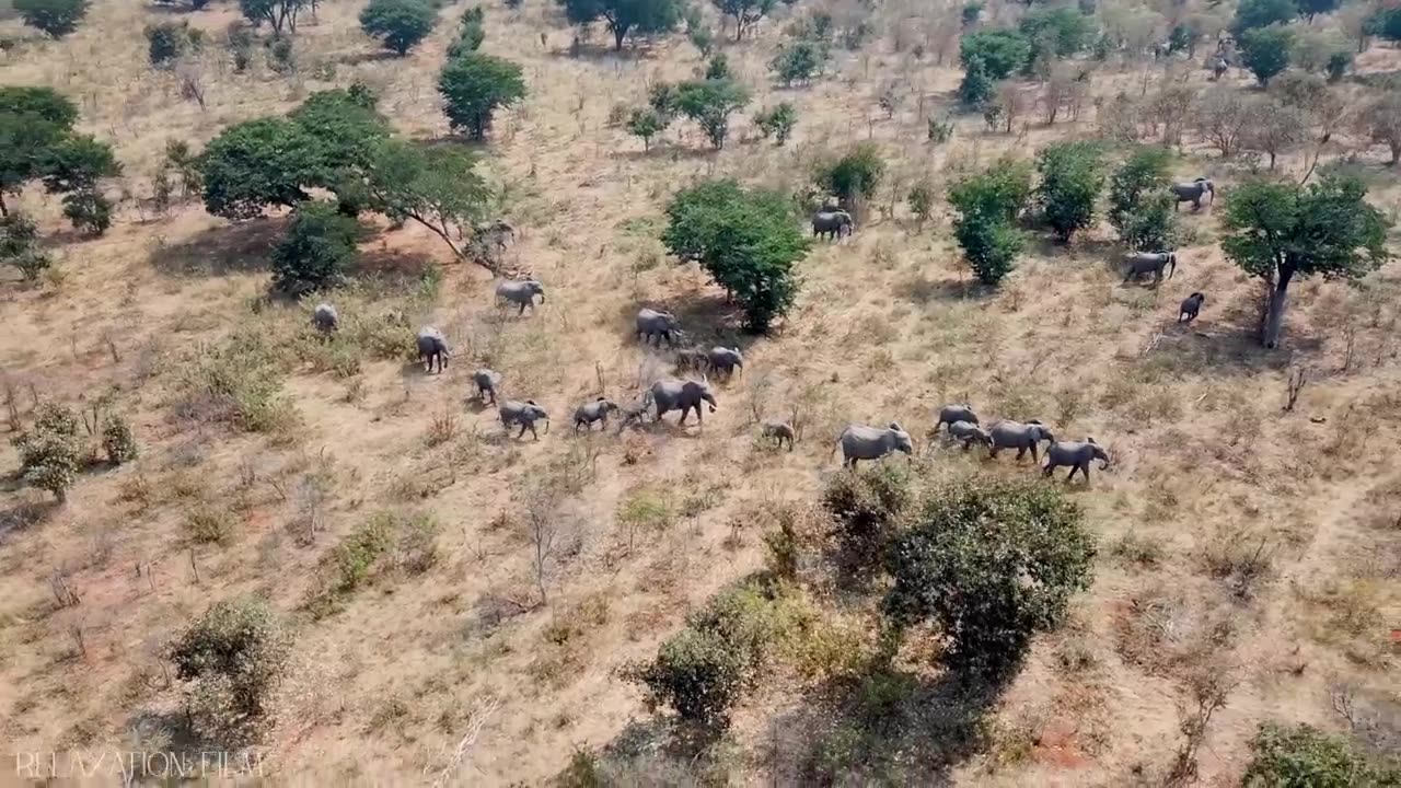 AFRICA 4K • Breathtaking Wildlife, Tribal Music - Relaxation Film - Nature 4k Video UltraHD