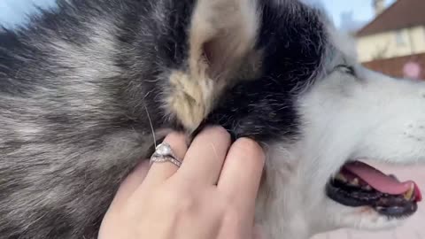 Adorable Baby Girl Plays With Her Giant Dogs And Niko Protects Her! (Cutest Ever!!)