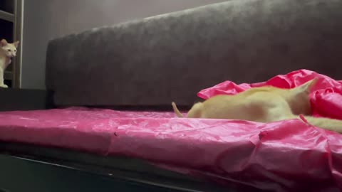 cat_comedy___cat_video