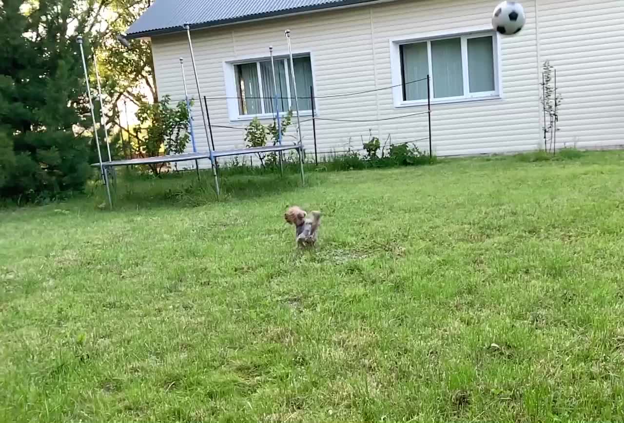 Dog loves play