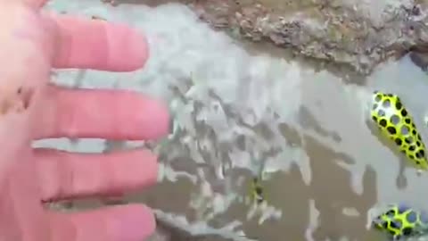 Guy Saves An Entire School of Tiny Stranded Pufferfish