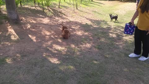 Two poodles are running around excitedly.