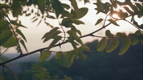 Dawn Sounds of the Brazilian savannah