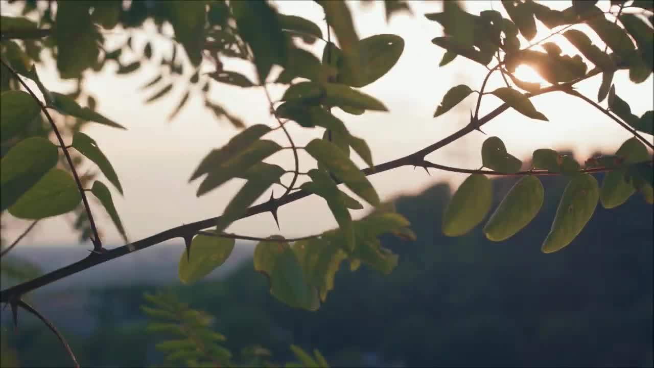 Dawn Sounds of the Brazilian savannah