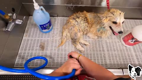 Flea Infested Corgi Gets An Undercoat Removal Rovers Makeover Dog Grooming