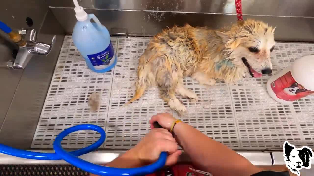 Flea Infested Corgi Gets An Undercoat Removal Rovers Makeover Dog Grooming