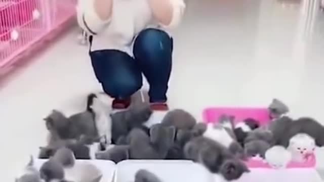 Cute Is Not Enough 😍 Funny Cats and Dogs Videos Compilation #17
