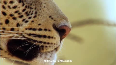 "🐾😠 Hyenas' Revenge: Leopard Meets Its Fate in Nature's Vengeance!"