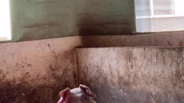 Cute pig 1