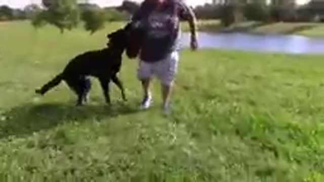 Dog training agressive