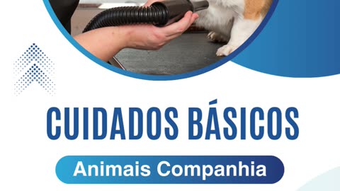 Cuidados básicos animais companhia