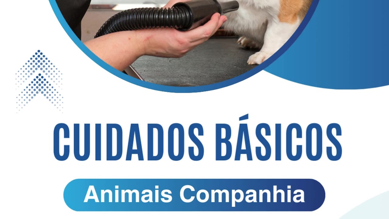 Cuidados básicos animais companhia