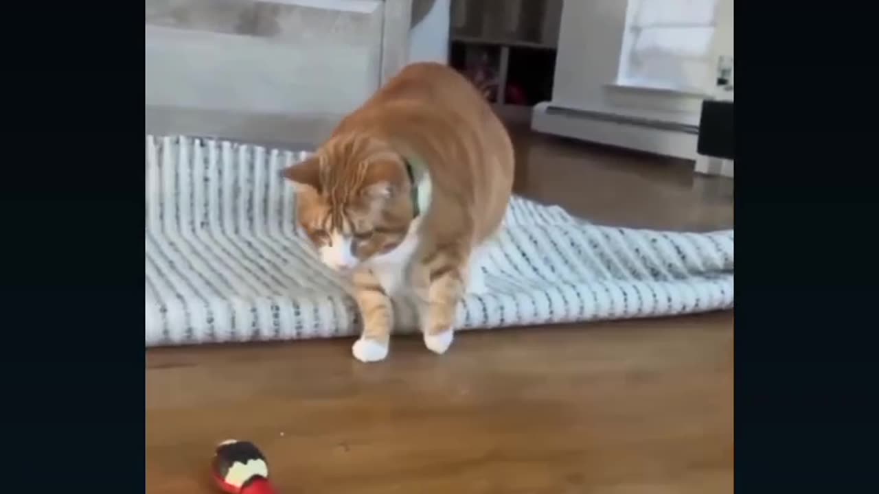 Petsvideo