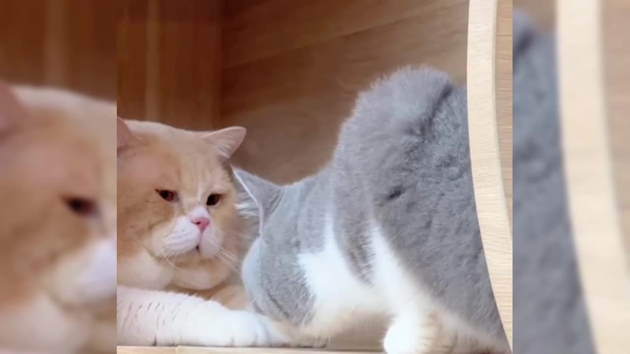 So Funny , Cat Playing with Best Friend