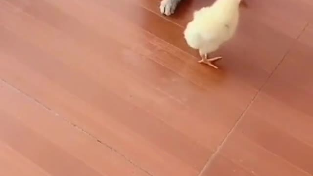 Kittens and chicks