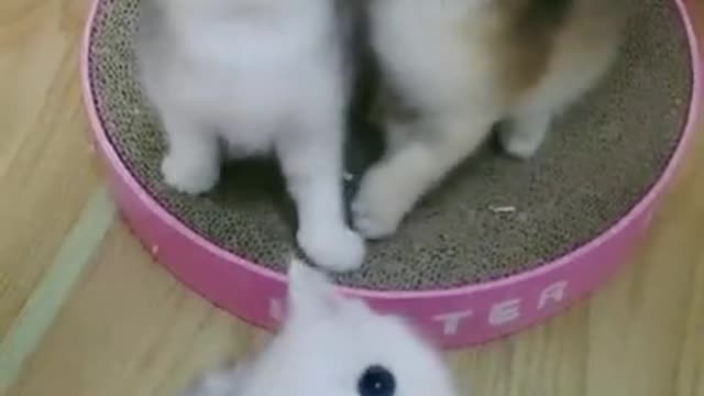 Cute baby cat Fanny & masti video