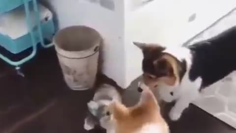 The Best Funny Videos Of Cats And Dogs funny Animals