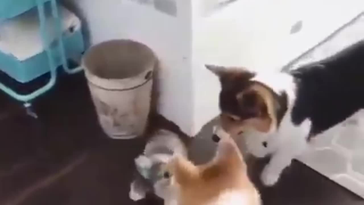 The Best Funny Videos Of Cats And Dogs funny Animals