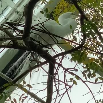 1-min beautiful white bird is building a nest