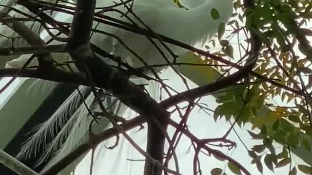 1-min beautiful white bird is building a nest