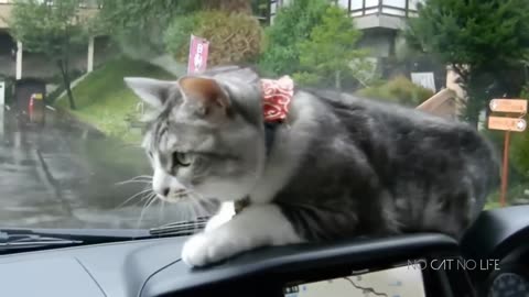 The Ultimate Cat Video Compilation – Cutest and Funniest Moments Ever!