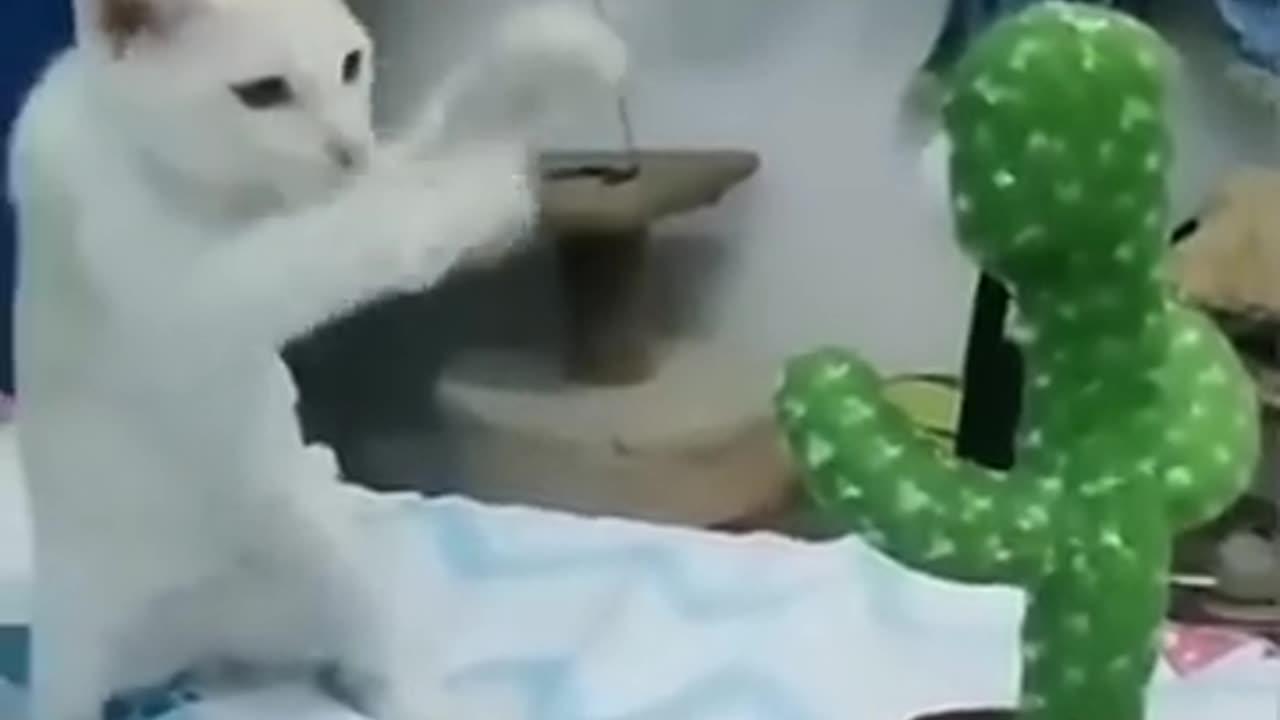 Funny pets video of the day.