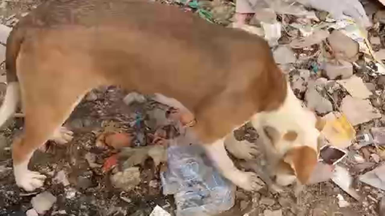 its not good for dog to eat everything