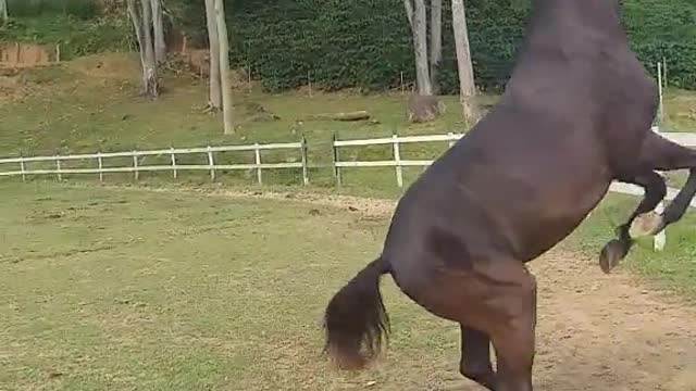 horny horse 🤣