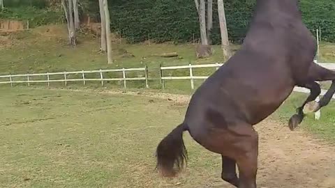 horny horse 🤣