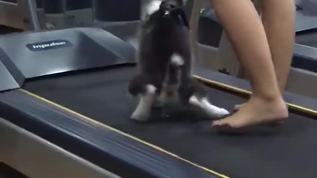 First take the dog to the gym