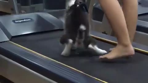 First take the dog to the gym